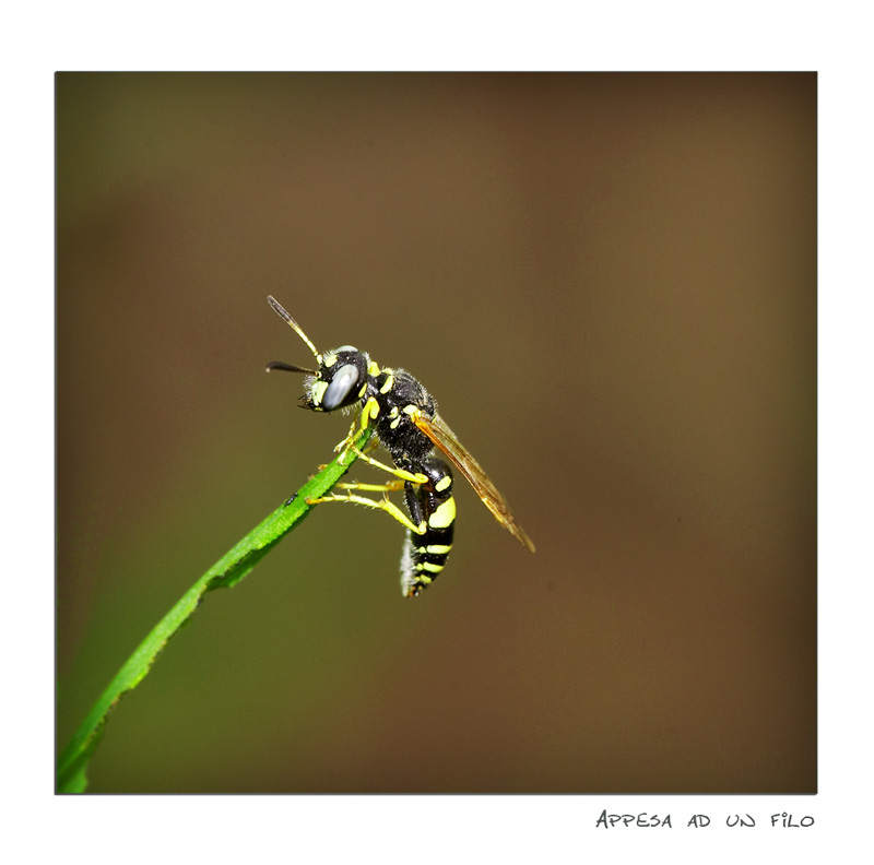 Appesa ad un filo d'erba