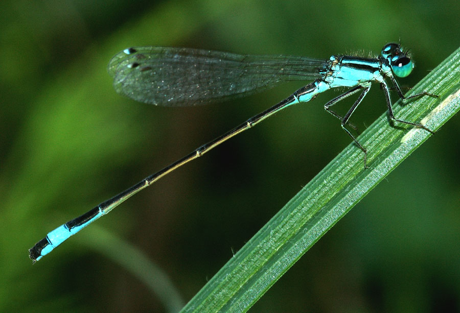 Libellula azzurra - Macro