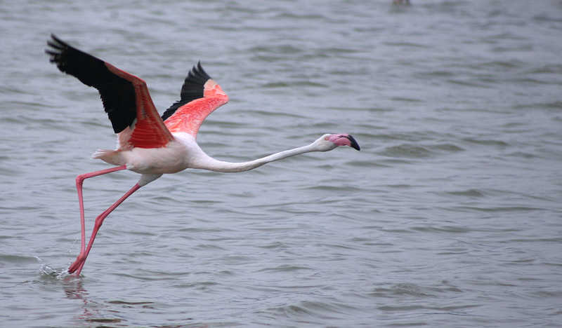 fenicottero in corsa