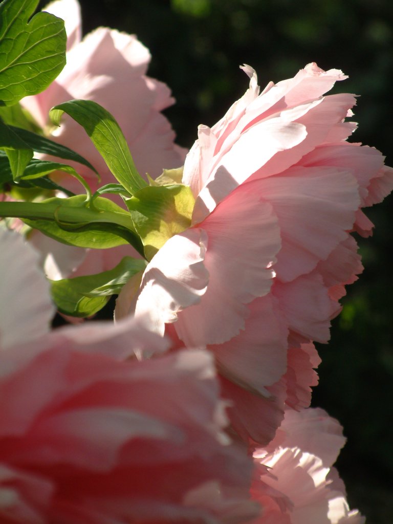 Peonie al sole