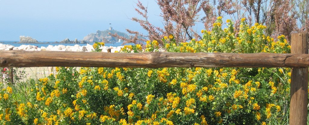 Cespugli di spiaggia