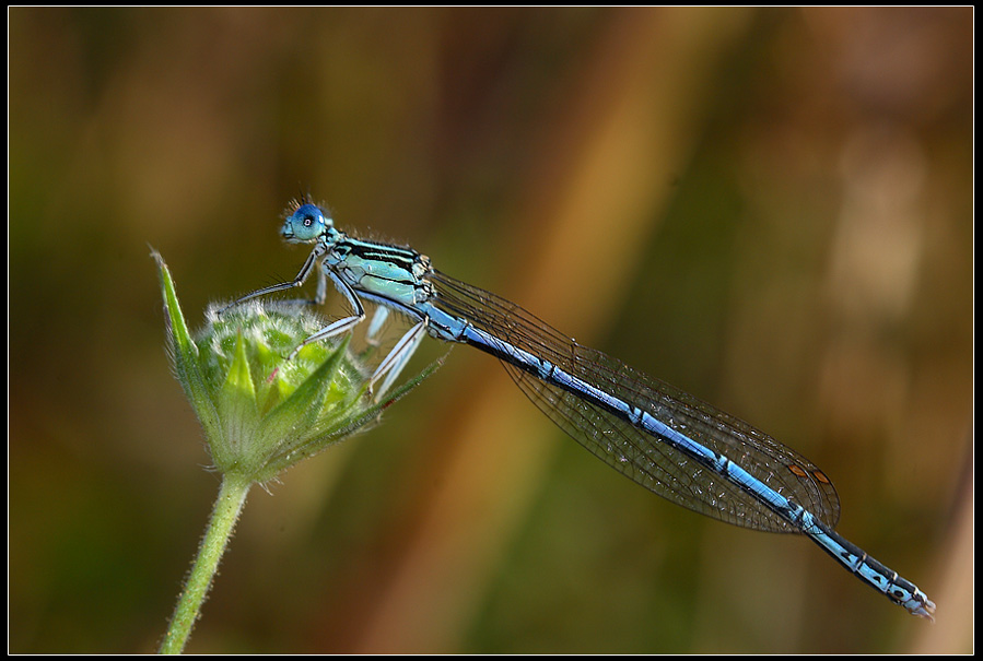 Libellula sul fiore