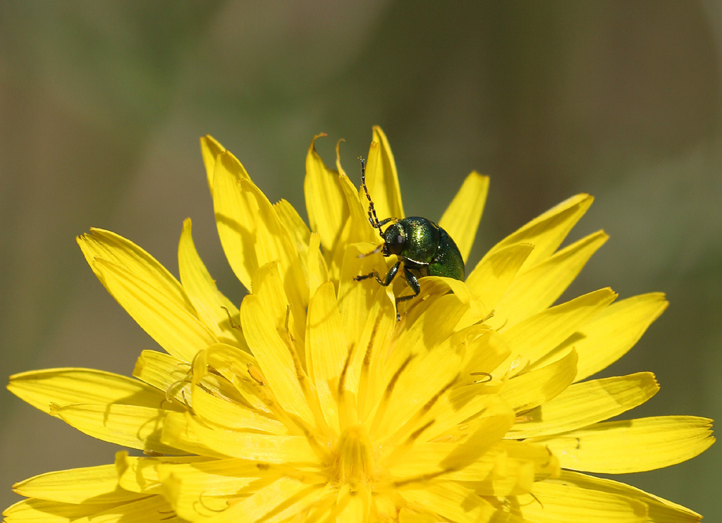 Ci sono anch'io ....