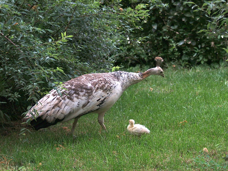 Mamma, quando la potr� fare anche io la ruota?