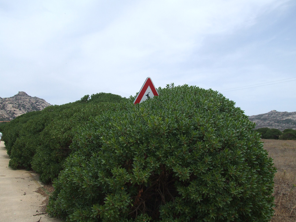 Asinara: cartello stradale!