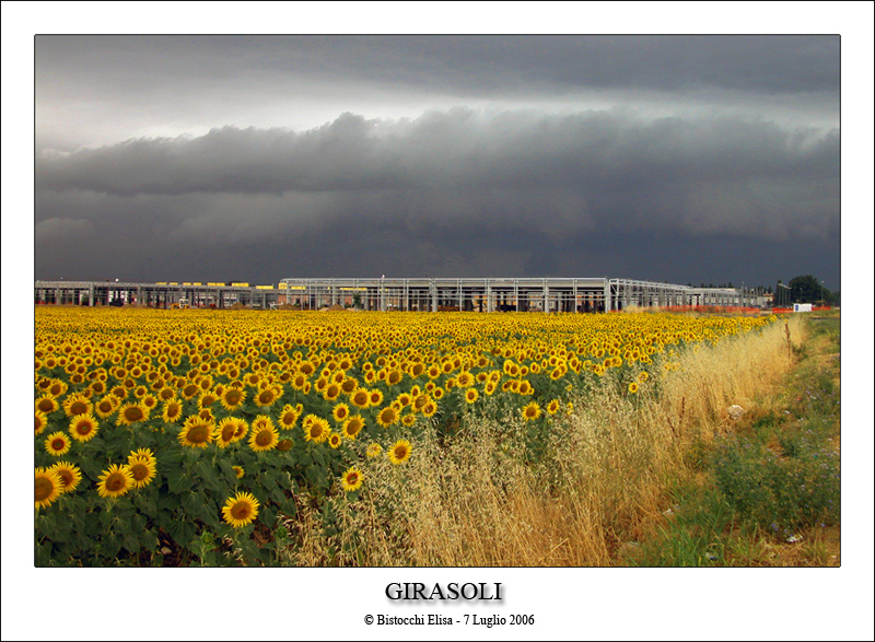 Girasoli!