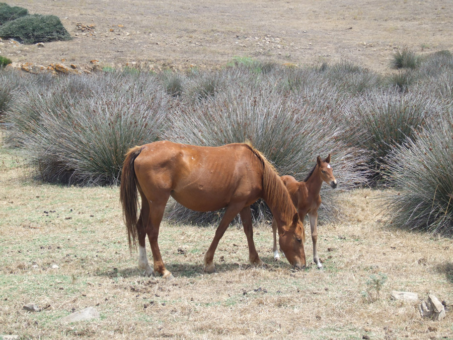 Asinara: cavalli