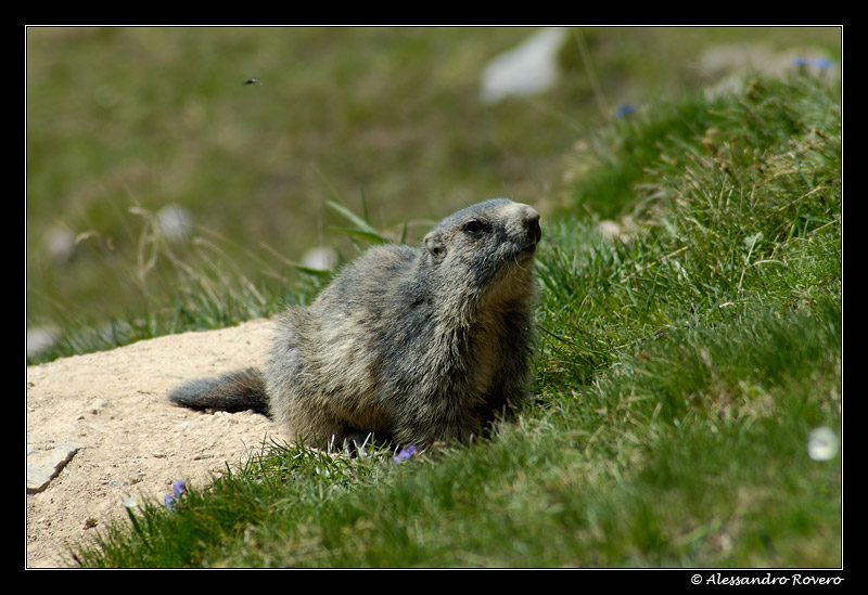 marmotta 1