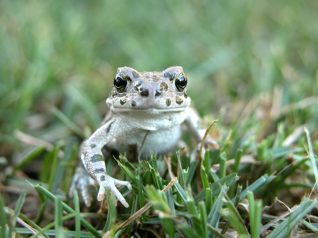 Che hai da guardare?