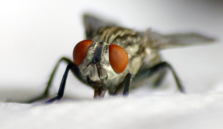 1 scatto macro  Mosca