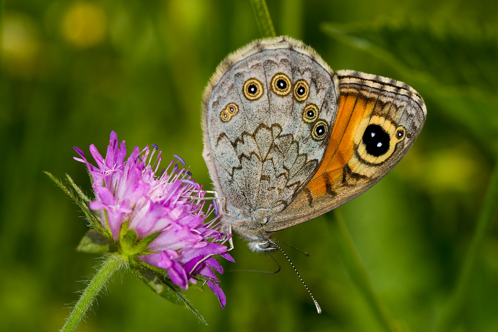 Peccato per lo sfondo