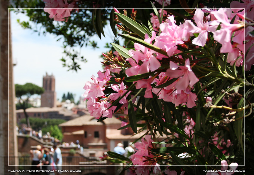 Flora ai Fori Imperiali