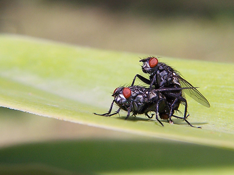 mosche "uncensored" 2