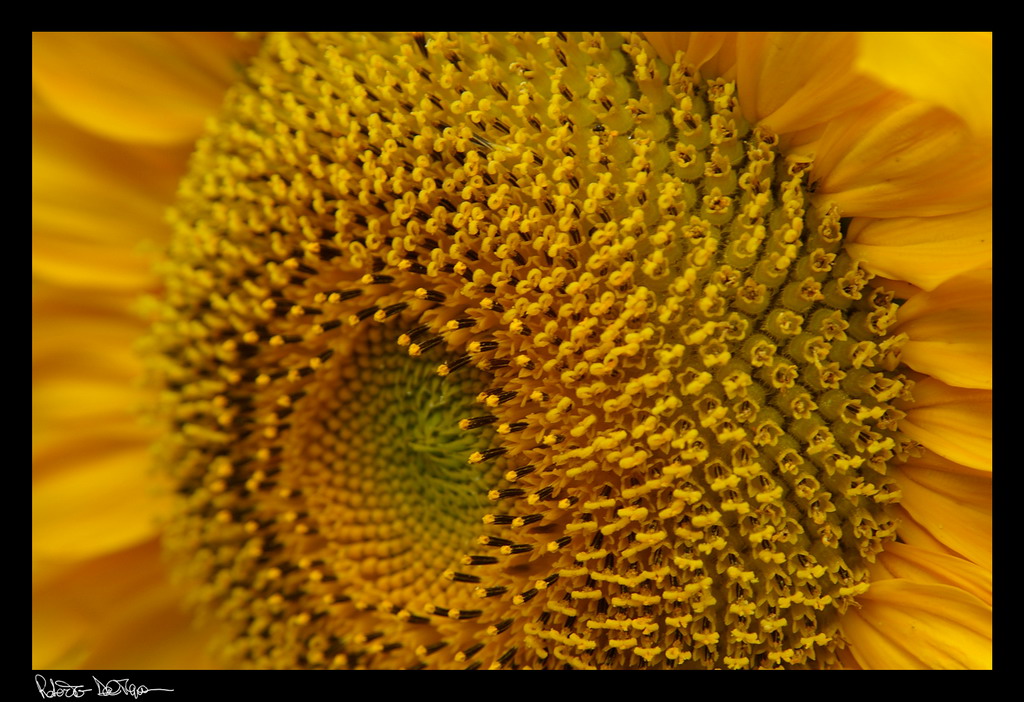 Sunflower #1