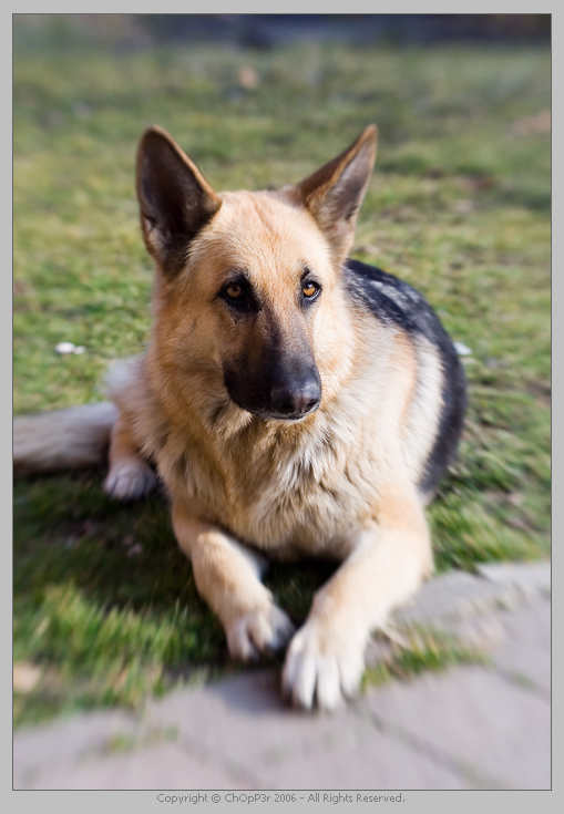 Zara con ottica Lensbabys 2.0