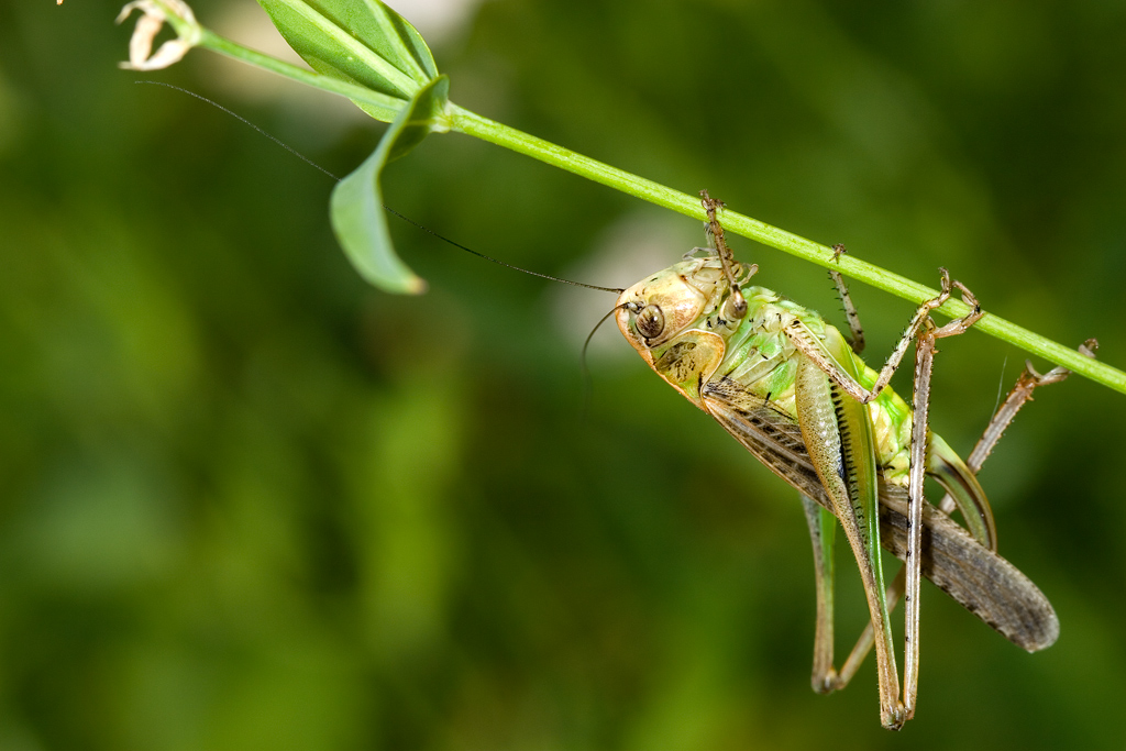 Grillo 2 la vendetta