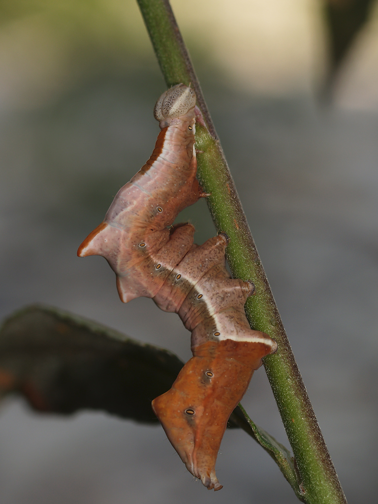 Bruco di Notodontide