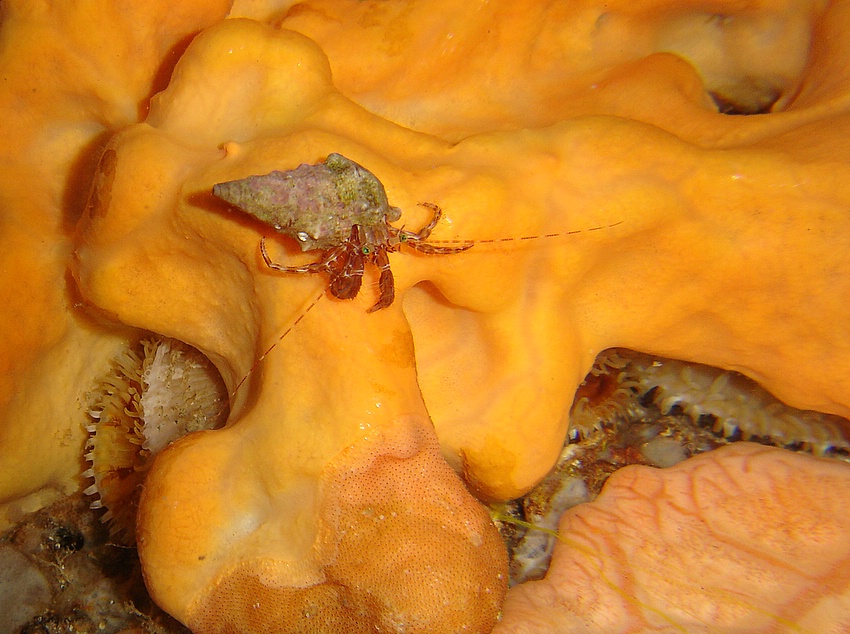 Piccolo paguro su spugna rossa