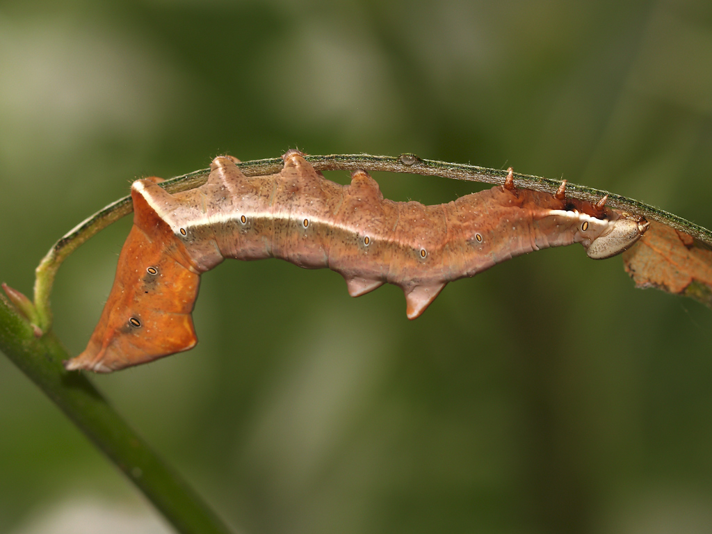 Bruco di Notodontide 3