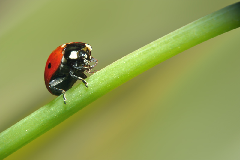 La Coccinella in salita