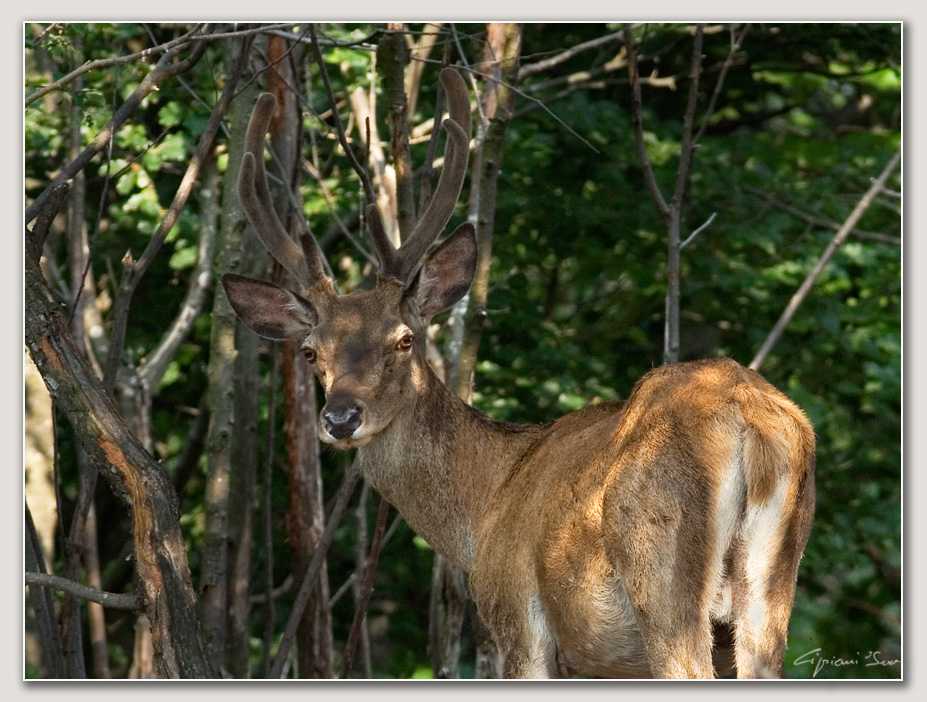 Giovane cervo maschio.