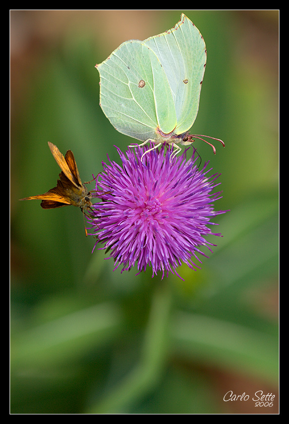 Cedronella (Gonepteryx rahmni)