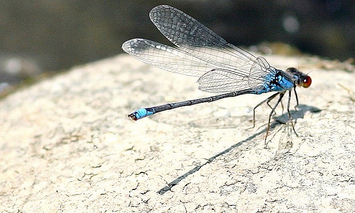 libellula