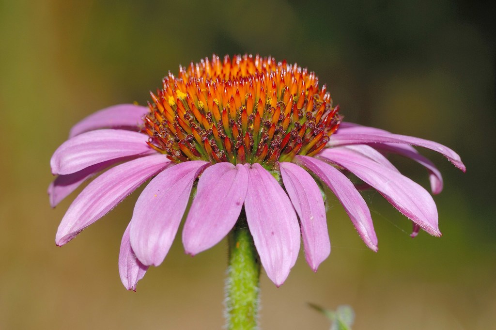 Echinacea purpurea
