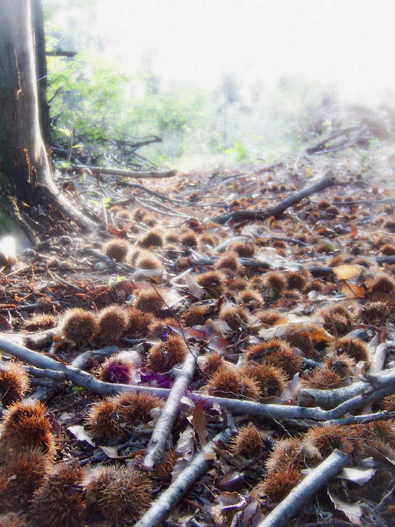 la magia di un bosco