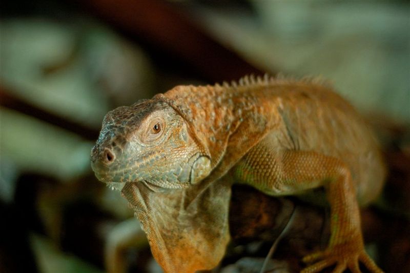Iguana