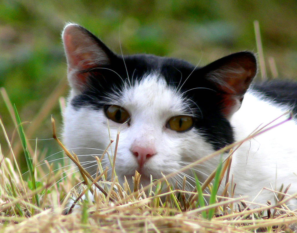 micio  x test 12x + 2digitale FZ30