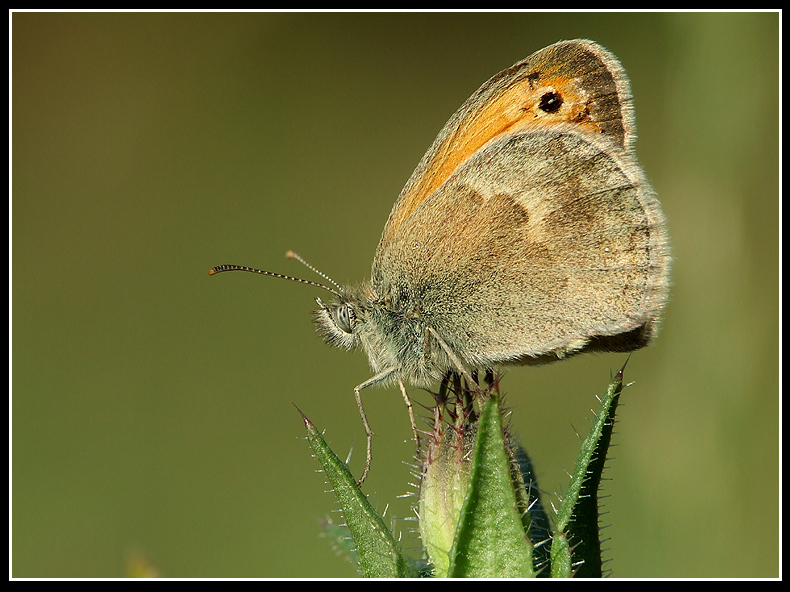 Piccante punto di vista (Coenonympha pamphilus)