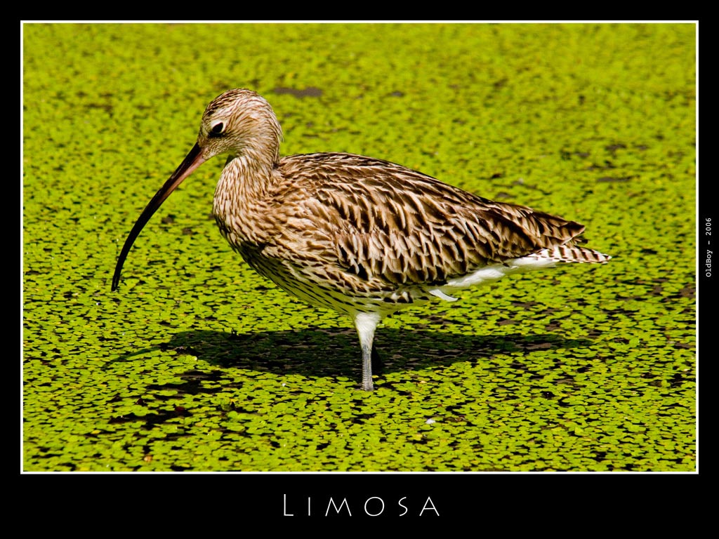 Limosa