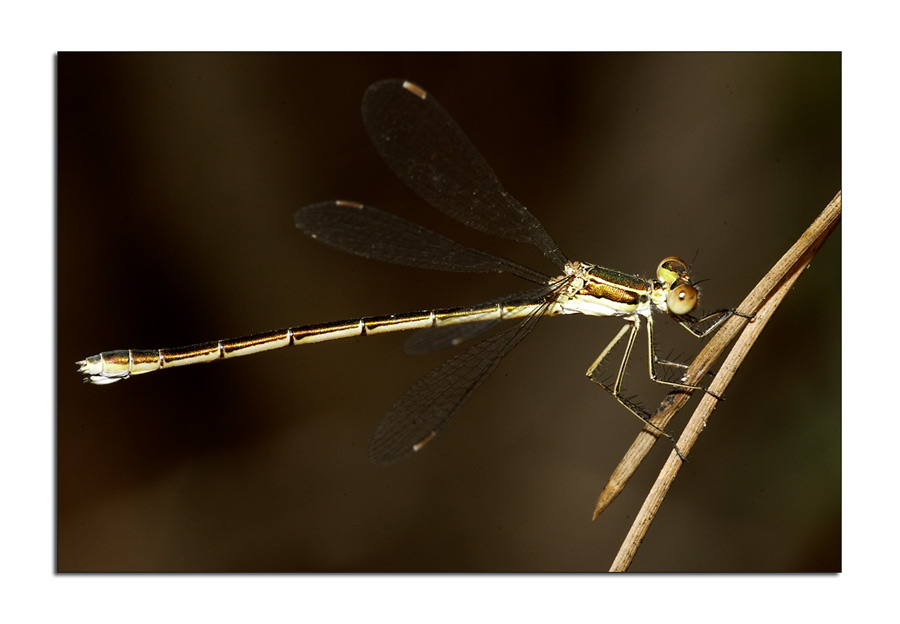 Damselflies