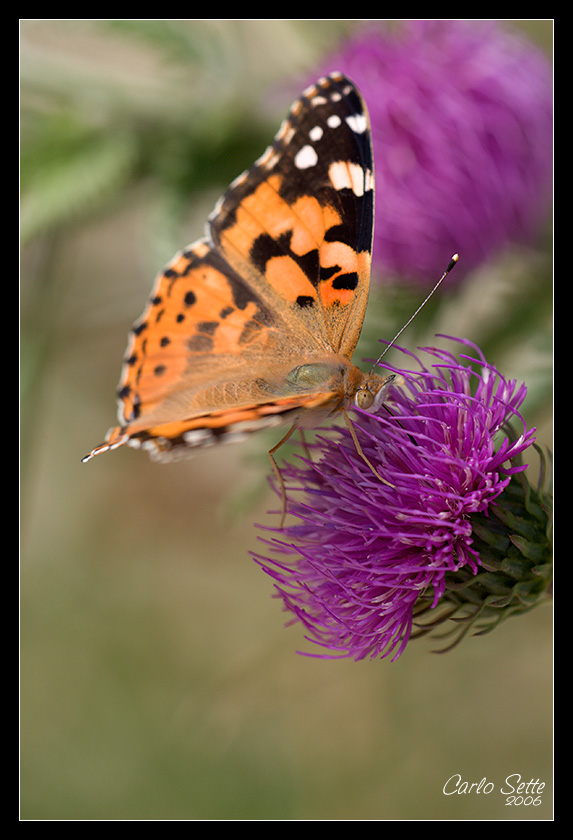 Vanessa Cardui