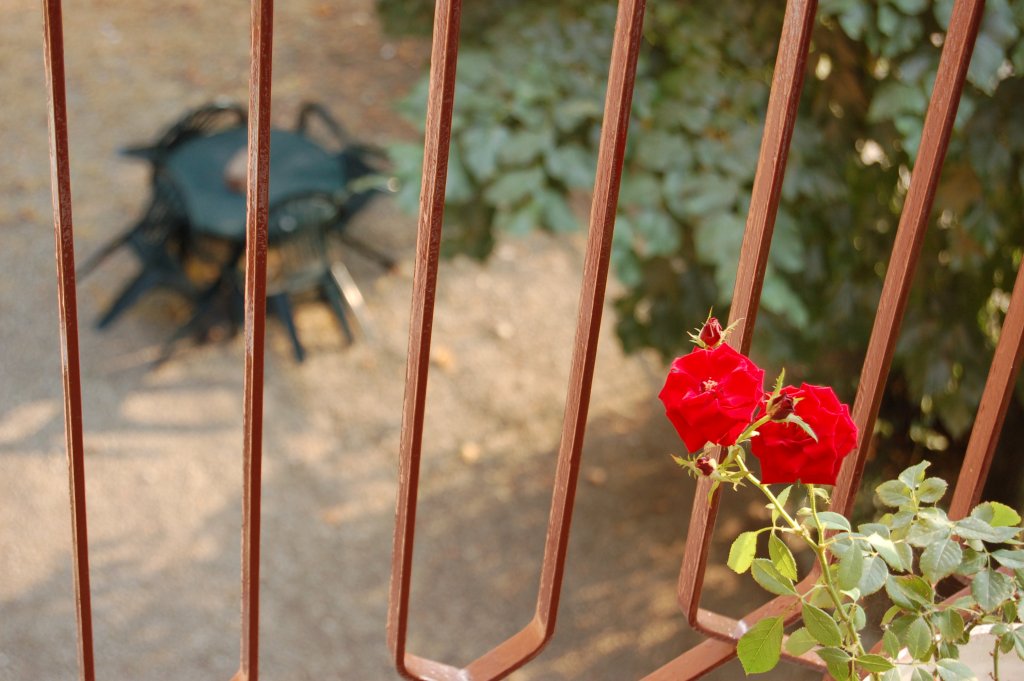 Guarda con orgoglio dall'alto (Colta sul fatto)