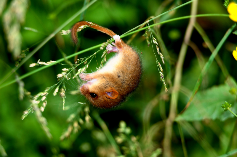 moscardinus avellanarius 2