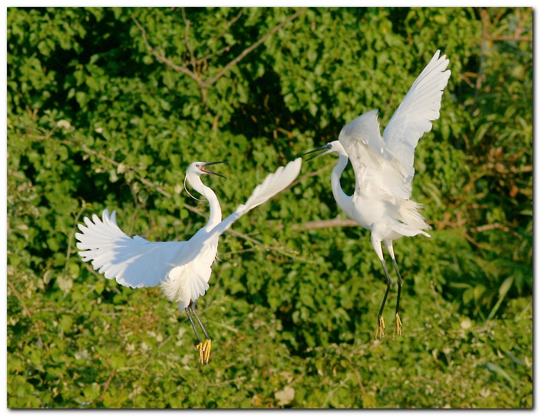 Garzetta vs Garzetta (2 di 2)