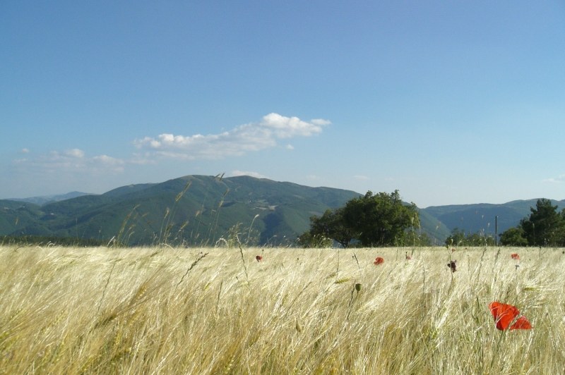 monte nel grano