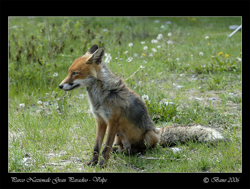 Volpe 2