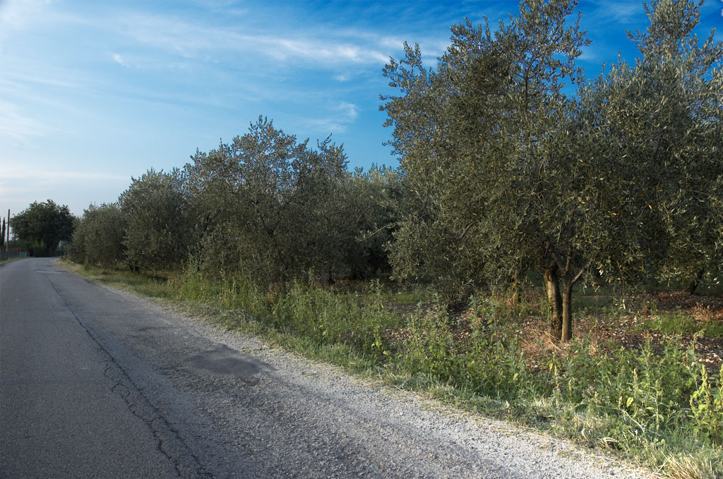 Campo degli olivi