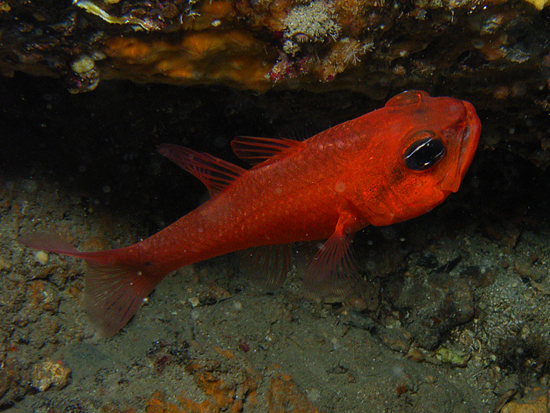 Apogon imberbis maschio