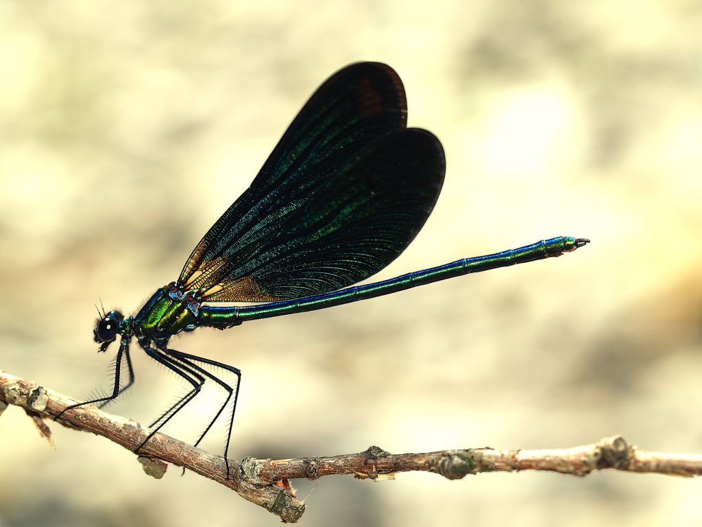 Agrion splendens (maschio)