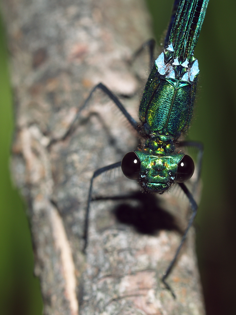 Agrion splendens (maschio)