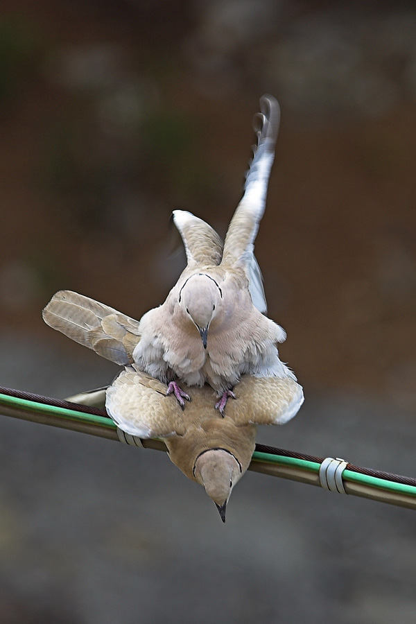 Due tortore birichine