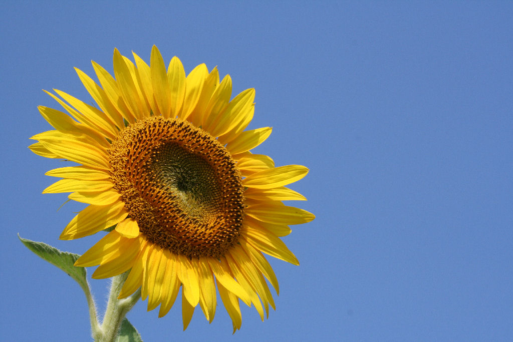 Il classico girasole..