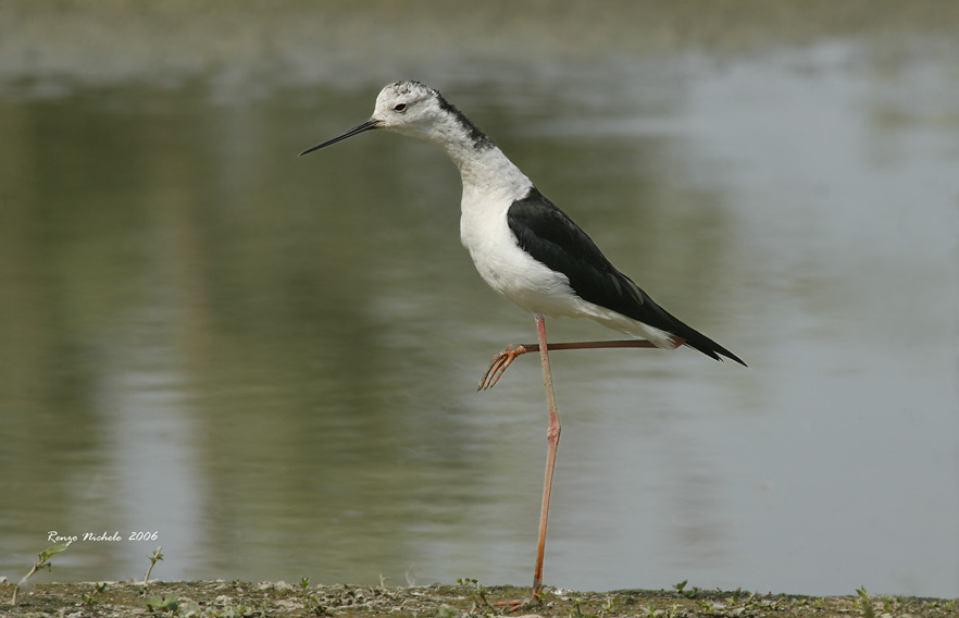 Renzo-Torrille cavagliere d