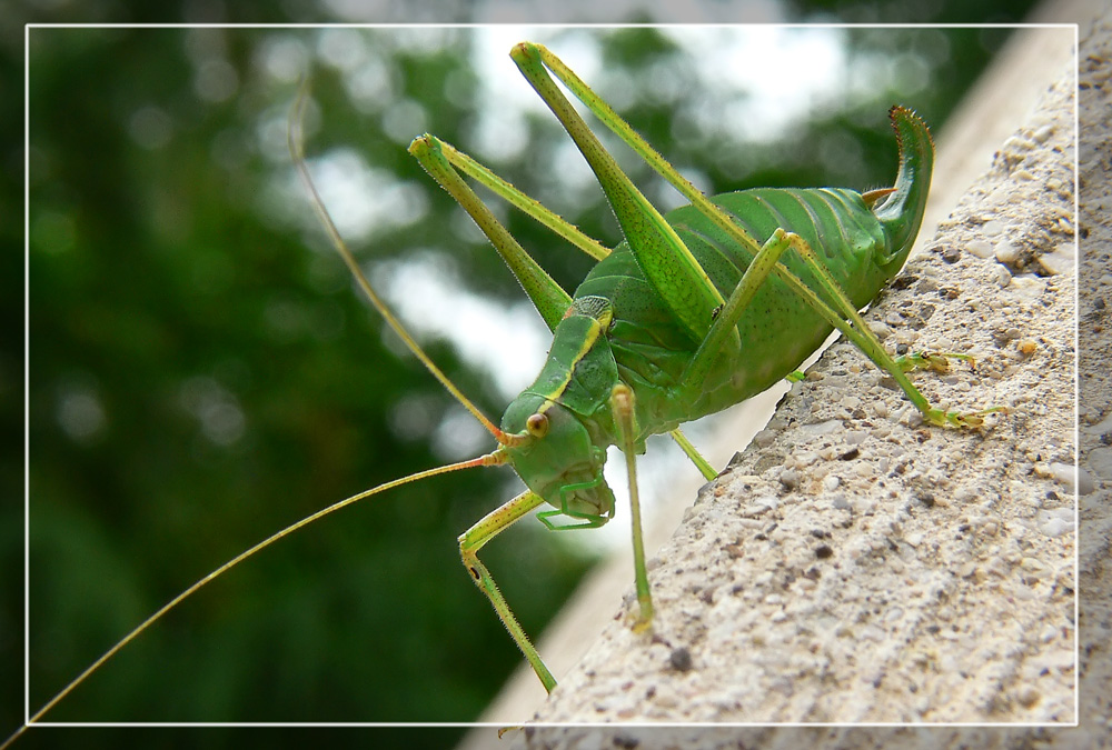 profilo di cavalletta