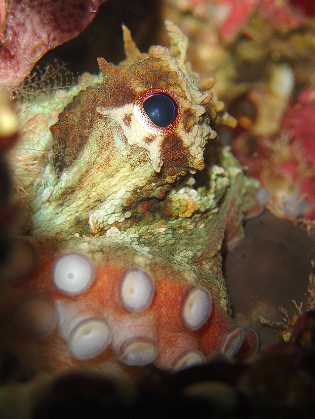 Polpo (Octopus vulgaris)