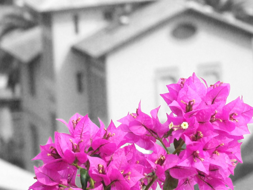Buganvilo